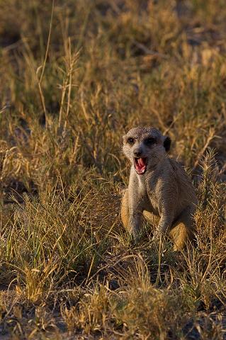 283 Kalahari woestijn, stokstaartje.jpg